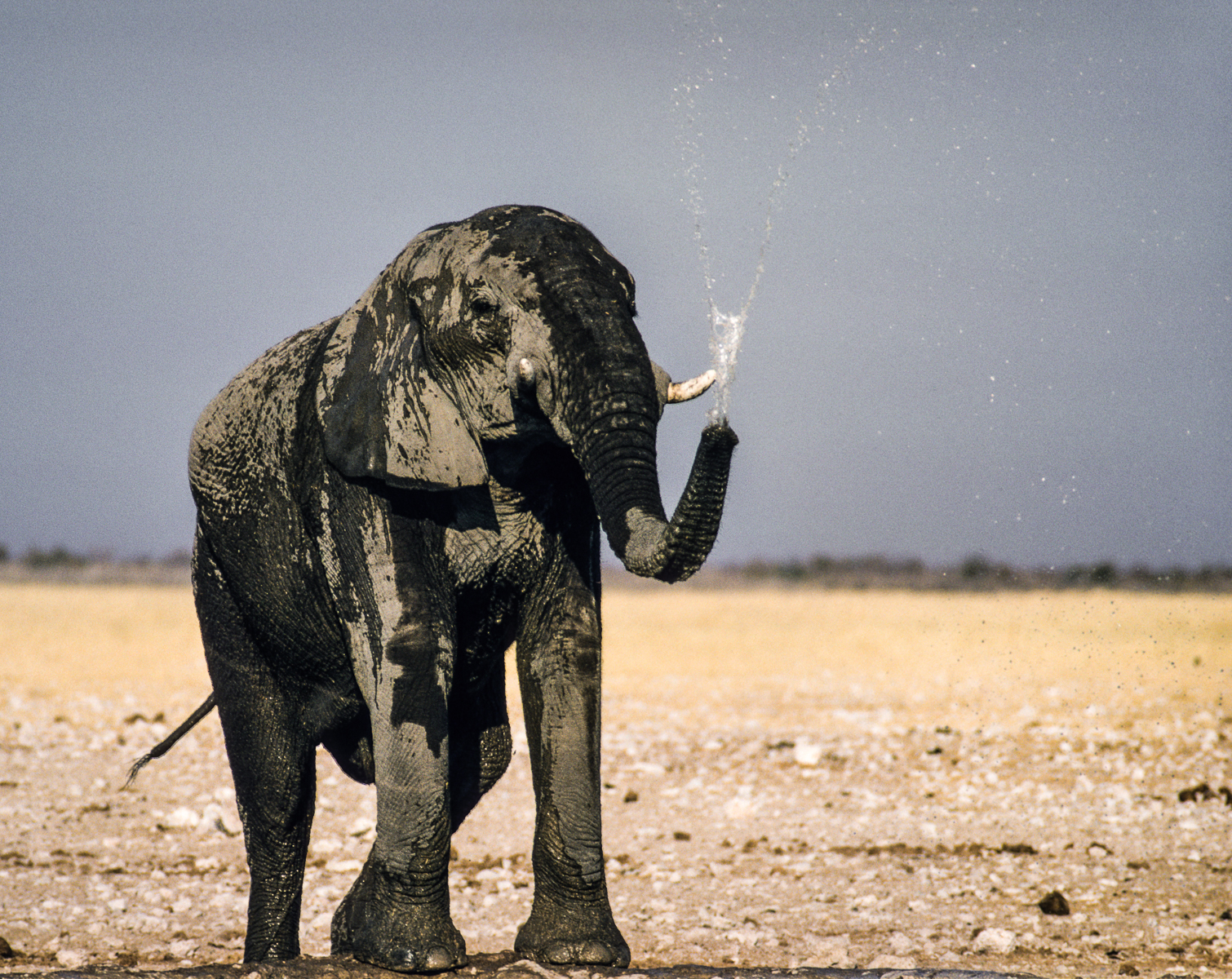1978-1993 Afrika - Tierbeobachtungen
